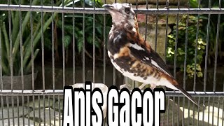 Download lagu Anis Macan Gacor Full Isian Teler Pancingan Burung Anis mp3 Download lagu Anis Macan Gacor Full Isian Teler Pancingan Burung Anis mp3
