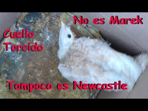 , title : 'Cuello torcido * No es Marek * No es Newcastle como curar en aves de corral'