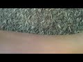 My Damaged VHS Collection 8 7 21