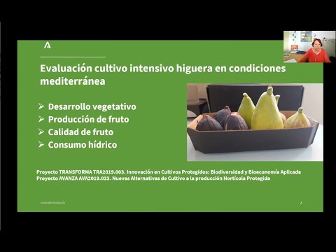 Fotograma del vídeo: Cultivo de la higuera en invernadero