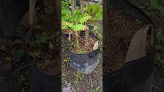 Download lagu Cermai puuunnn bisa berbuah sempurna di dalam planter bag!! mp3 Download lagu Cermai puuunnn bisa berbuah sempurna di dalam planter bag!! mp3