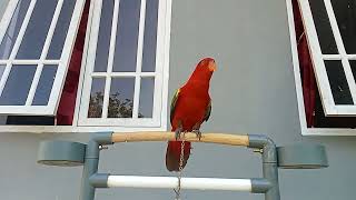 Download lagu Nuri Ternate suara memanggil bagus buat pancingan Nuri bahan mp3