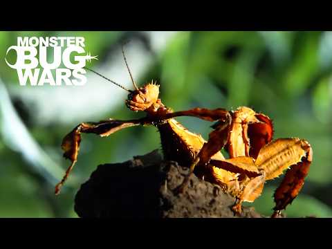 The DEADLY Bite That Dissolves EVERYTHING | Monster Bug Wars