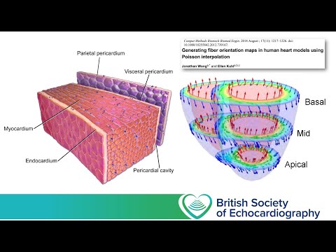 Level 1 - Size and Function