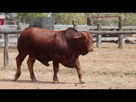 LOT 215 HAMADRA IDEAL