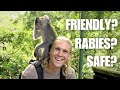 Is Monkey Forest Dangerous Ubud Bali