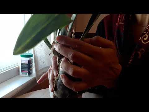 Repotting Oncidium.