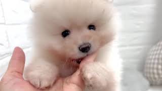 ポメラニアンの動画01
