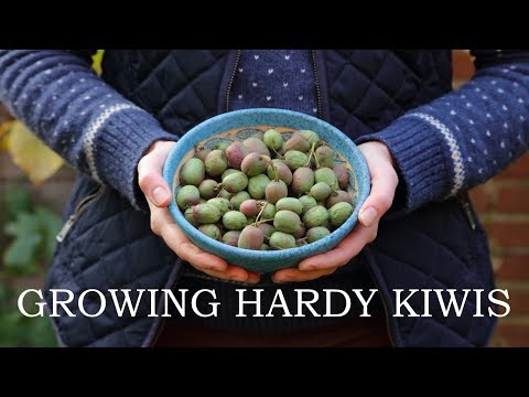 download lagu mp3 mp4 Growing Hardy Kiwi On A Fence, download lagu Growing Hardy Kiwi On A Fence gratis, unduh video klip Growing Hardy Kiwi On A Fence