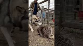 Download lagu When a Husky Confronts a Spiky Porcupine, Chaos Erupts! mp3