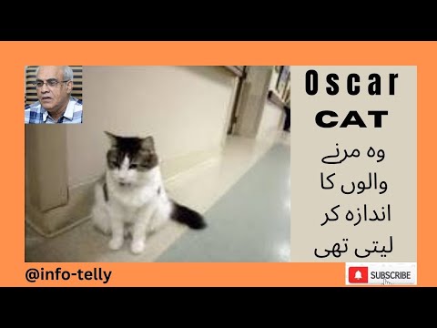 cat | therapy | Rhode  Island | rehabilitation center | Oscar
