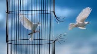 Frank Bera Interpreta / Il silenzio della colomba Dei I Pooh.