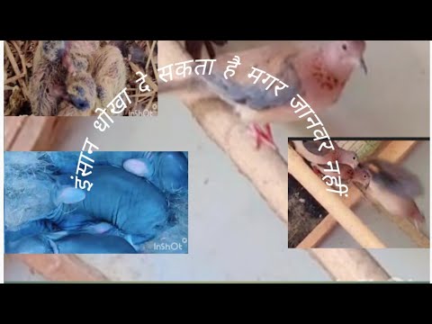 इंसान धोखा दे सकता है 👉🏻🦮🕊️🦜#youtubevideo love animal cute viral video