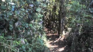 preview picture of video 'Trilha do Pico da Tijuca Mirim/Tijuca - Google Forest View - parte 4'