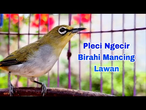 Pikat Pleci Gacor Ngalas || Pancingan Pleci Mudah Bikin Emosi