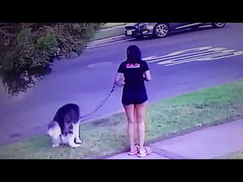 THE POOP BANDIT OF VHG