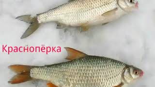 Чем отличается плотва от красноперки