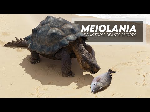 Meiolania - Massive Terrestrial Turtle