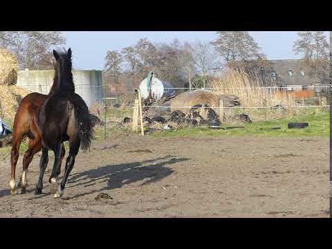 Stuten von Sandro Hit und Morricone geb.2018