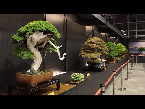 image-Can you grow a bonsai tree in a jar?