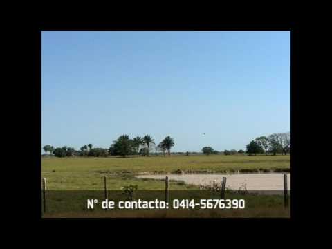 El Gaban Completo - Carlos Alvarado