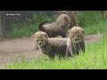 Four Cheetah Cubs Born At San Diego Zoo Safari Park