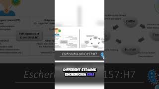 Download lagu Unmasking the Deadly E  coli  The Toxin Behind the Trouble 🦠 mp3