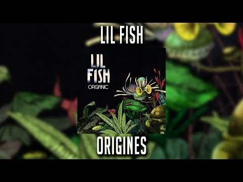 Lil Fish - Origines
