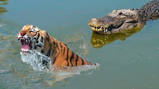 Prey Is Robbed The Crocodile Is Mad To Attack And Destroy The Big Cat