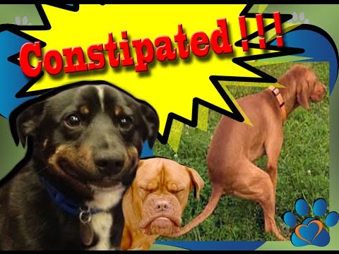 YouTube video about: What are the symptoms of constipation in dogs?