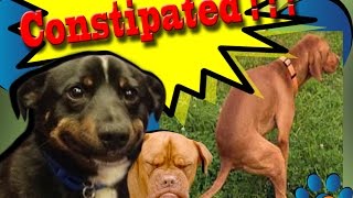 My Dog is Constipated (Symptom, Signs, and Treatment)