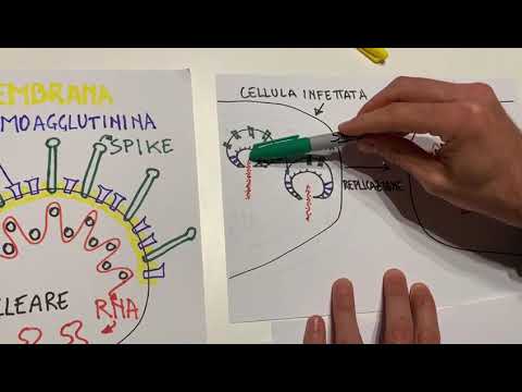 Come il nostro corpo reagisce al virus | CORONAVIRUS, LE VIDEOLEZIONI DELL'ESPERTO | GQ Italia