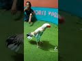 Pakhoy Lok Brakot Kandang Jendral Moreno