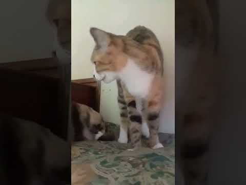 母の日: お母さんに敬意を表する面白い WhatsApp のことわざ