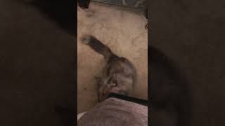 Braveheart tries to express her feelings