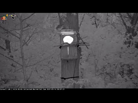Young Barred Owl "Hickory" Climbs Up Above Nest Box And Out Of Frame – May 14, 2021
