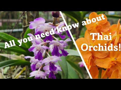 Orquídeas na Tailândia: tudo o que você precisa saber sobre orquídeas tailandesas #orquídeas #orchidgreenhouse #tailândia