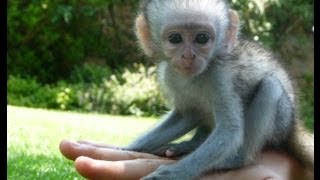 preview picture of video 'Sky The Vervet Monkey'