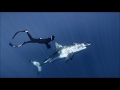 Great White Shark 3D