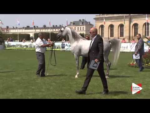 N.77 PROFENDER K.A. - Chantilly 2015 AWC - Stallions 4 to 6 years old (Class 9)