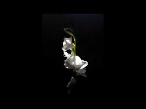 download lagu mp3 mp4 Robert Ap Huw, download lagu Robert Ap Huw gratis, unduh video klip Robert Ap Huw