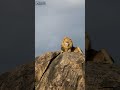 🦁 Forget the Movies - Witness the REAL Lion King! 👑