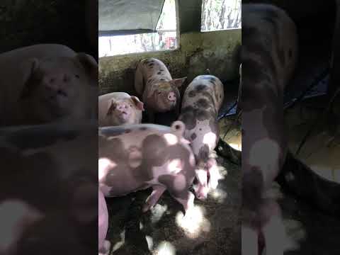 Granja gf suinos em Itapipoca Ce a máquina da suinocultura do nordeste 🚀🚀🚀🚀