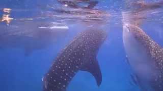 preview picture of video 'Whale sharks in oslob.cebu （オスロブのジンベイザメ）'