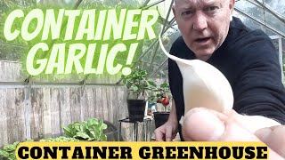 Container Garlic [Gardening Allotment UK] [Grow Vegetables At Home ]