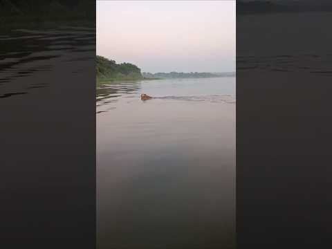 Flagrante incrível! Onça-parda atravessando o Rio Tietê em Arealva -SP!