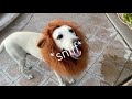 Finding Simba