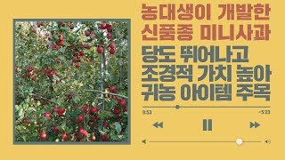 미니사과 예금정 당도 뛰어나고 조경적 가치 높아 귀농 아이템 주목 - 연암대학교