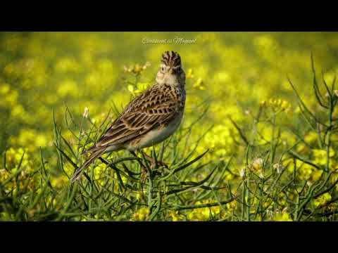 Glinka/Balakirev - The Lark | Classical is Magical