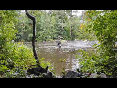 Flyfishing for salmon in kungsådran sweden